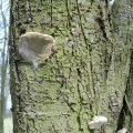 junger Weidenfeuerschwamm, Falscher Zunderschwamm, Gemeiner Feuerschwamm (Phellinus igniarius)

Auffällig ist der ausgeprägte pilzartige Geruch.

Verursacht Weißfäule.