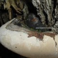 Weidenfeuerschwamm, Falscher Zunderschwamm, Gemeiner Feuerschwamm (Phellinus igniarius)

Auffällig ist der ausgeprägte pilzartige Geruch.

Verursacht Weißfäule.