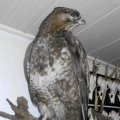 Mäusebussard (Buteo buteo)