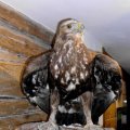 Steinadler (Aquila chrysaetos), Gattung Echte Adler (Aquila)

In Deutschland gibt es in den Alpen rund 48 - 50 Brutpaare, die den gesamten deutschen Bestand bilden. Dieser Bestand gilt allerdings als stabil.