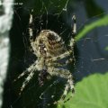 Unterseite Gartenkreuzspinne (Araneus diadematus), Spinne des Jahres 2010 :)