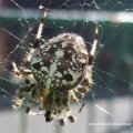 Oberseite Gartenkreuzspinne (Araneus diadematus)