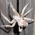 Gartenkreuzspinne (Araneus diadematus)