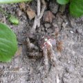 Gartenkreuzspinne (Araneus diadematus) in Verteidigungsstellung