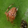 Gartenkreuzspinne (Araneus diadematus)