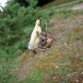 Gartenkreuzspinne (Araneus diadematus)