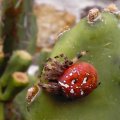 rote Vierfleckkreuzspinne (Araneus quadratus)