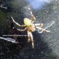 gelbe Vierfleckkreuzspinne (Araneus quadratus)