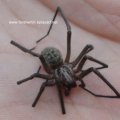 Große Winkelspinne (Tegenaria atrica), Spinne des Jahres 2008 :D

Vorwiegend in Höhlen, in trocken-warmen Laubwäldern, in Baumhöhlen oder Stollen, Hecken und Gebüschen, aber stets in Bodennähe.

gehört zum Beutespektrum der Großen Zitterspinne Pholcus phalangioides

Exemplar hatte über 2 cm Körperlänge, Fundstelle Wiese, für das Foto betäubt