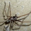 Winkelspinne (Tegenaria)