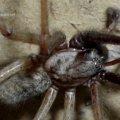 Winkelspinne (Tegenaria)