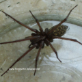 Große Winkelspinne (Tegenaria atrica), Spinne des Jahres 2008 :D

Vorwiegend in Höhlen, in trocken-warmen Laubwäldern, in Baumhöhlen oder Stollen, Hecken und Gebüschen, aber stets in Bodennähe.

gehört zum Beutespektrum der Großen Zitterspinne Pholcus phalangioides