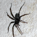 Große Winkelspinne (Tegenaria atrica), Spinne des Jahres 2008 :D

"Haustier" auf der Flucht von der Blumenbank