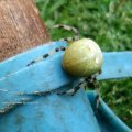 grüne Vierfleckkreuzspinne (Araneus quadratus)