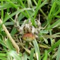 Vierfleckkreuzspinne (Araneus quadratus)