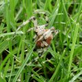 Vierfleckkreuzspinne (Araneus quadratus)