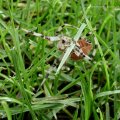 Vierfleckkreuzspinne (Araneus quadratus)