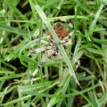 Vierfleckkreuzspinne (Araneus quadratus)