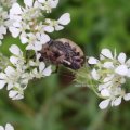 Marmorierte Kreuzspinne (Araneus marmoreus f. pyramidatus)