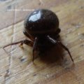 Fettspinne (Steatoda bipunctata), Familie Haubennetzspinnen