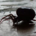 Fettspinne (Steatoda bipunctata), Familie Haubennetzspinnen