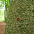 Rote Samtmilbe (Trombidium holosericeum), auch Sammetmilbe

Die Larven der Roten Samtmilbe entwickeln sich parasitisch an verschiedenen Insekten (Schmetterlingen, Heuschrecken,  auch an Weberknechten). Die am Boden lebenden Nymphen und erwachsenen Tiere saugen vornehmlich Insekteneier aus, jagen aber auch andere kleine Bodentiere.