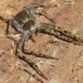 Krabbenspinnen (Thomisidae) gehören zu den artenreichsten Familien der Echten Webspinnen. Sie passen ihre Körperfärbung aktiv in wenigen Tagen dem Untergrund an. 

Krabbenspinnen sind leicht an den sehr langen vorderen beiden Beinpaaren zu erkennen. Das Gift ihrer Kieferklauen ist sehr wirksam.