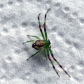 Grüne Krabbenspinne (Diaea dorsata), auch Grünbraune Krabbenspinne, 
Familie Krabbenspinnen (Thomisidae)

Beim Männchen sind Prosoma und Vorderbeine variabel braun gefleckt, beim Weibchen einfarbig hellgrün.