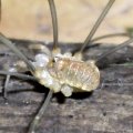 Weberknechte (Opiliones), auch Schneider,  Schuster, Zimmermann, Kanker oder Opa Langbein

siebenbeiniges Exemplar