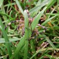 Wespenspinne (Argiope bruennichi) (auch Zebraspinne, Tigerspinne oder Seidenbandspinne)

Spinne des Jahres 2001 :D