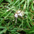 Wespenspinne (Argiope bruennichi) (auch Zebraspinne, Tigerspinne oder Seidenbandspinne)

Spinne des Jahres 2001 :D