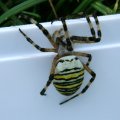 Wespenspinne (Argiope bruennichi) (auch Zebraspinne, Tigerspinne oder Seidenbandspinne)

Spinne des Jahres 2001 :D