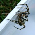 Wespenspinne (Argiope bruennichi) (auch Zebraspinne, Tigerspinne oder Seidenbandspinne)

Spinne des Jahres 2001 :D