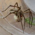 Spinne der Familie Wolfspinnen (Lycosidae) mit Eierkokon