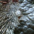 Gemeiner Holzbock (Ixodes ricinus) auf dem Windfang eines Hirsches