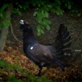 Auerhahn (Tetrao urogallus)

Der Bestand in der Brandenburger  Lausitz wird auf 5 Exemplare geschätzt, in den angrenzenden Territorien Sachsens und Polens sind die Bestände noch etwas größer, aber auch dort existieren insgesamt nicht mehr als etwa 50 Vögel. 27 schwedischen Auerhühner wurden 2012 in der Liebenwerdaer Heide  im Naturpark Niederlausitzer Heidelandschaft  ausgewildert.