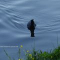 Blässhuhn (Fulica atra)