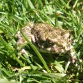 Wechselkröte oder Grüne Kröte (Bufo viridis-Komplex)