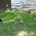 Stockentenpärchen (Anas platyrhynchos) und ein Erpel der Mandarinente (Aix galericulata)