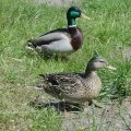 Stockentenpärchen (Anas platyrhynchos)