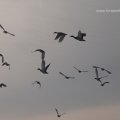 Wildenten am Winterhimmel