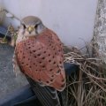 Turmfalke (Falco tinnunculus)

Vogel des Jahres 2007