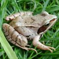 Grasfrosch (Rana temporaria), auch  „Taufrosch“ oder „Märzfrosch“