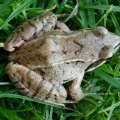 Grasfrosch (Rana temporaria), auch  „Taufrosch“ oder „Märzfrosch“