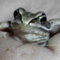 Grasfrosch (Rana temporaria), auch „Taufrosch“ oder „Märzfrosch“