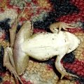 Grasfrosch (Rana temporaria), auch „Taufrosch“ oder „Märzfrosch“, "stellt sich tot"