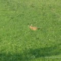 Feldhase (Lepus europaeus) vom Hochstand aus gesehen