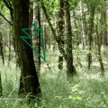 vom Hochstand aus gesehen: Feldhase (Lepus europaeus)