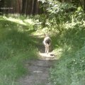 vom Hochstand gesehen: Feldhase (Lepus europaeus)