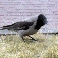 Nebelkrähe (Corvus corone cornix)